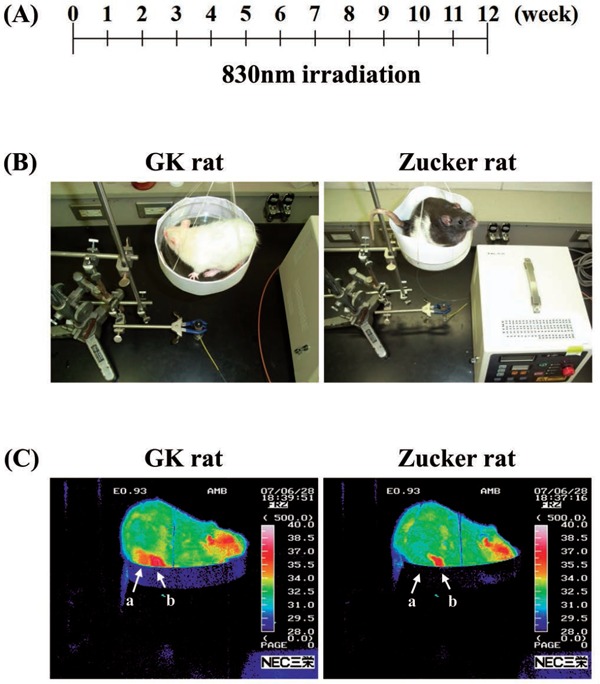 Figure 1: