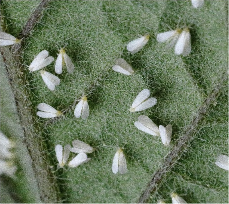 Fig. 1