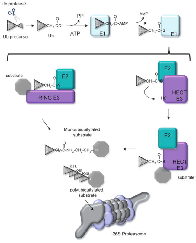 Fig. 10.4