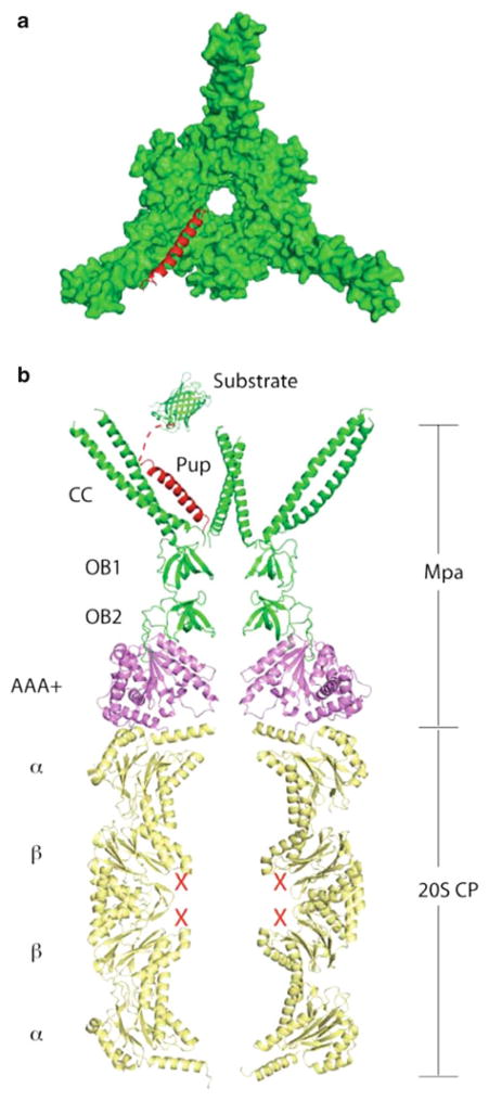 Fig. 10.6