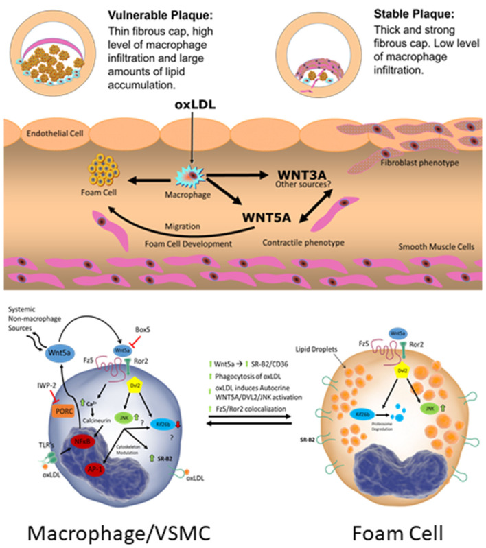 Graphical Abstract