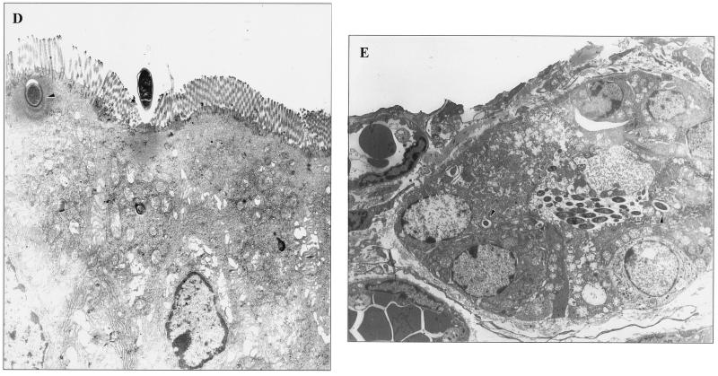 FIG. 1