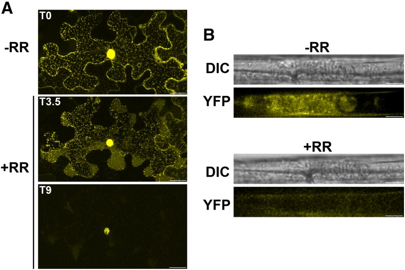 Figure 7.