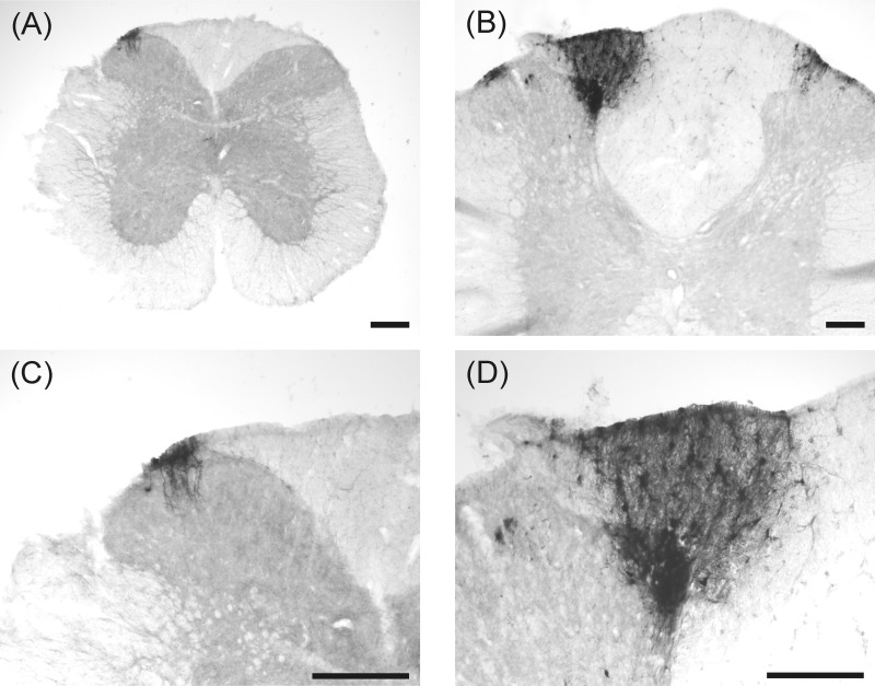 Fig. 9.