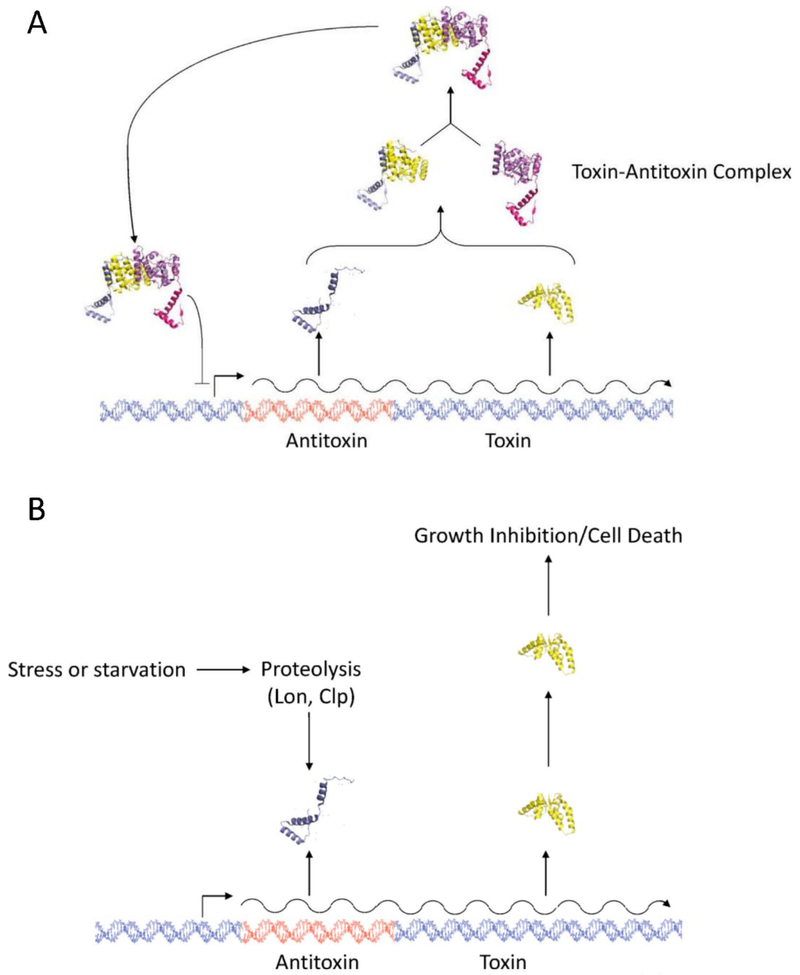 Figure 1 –