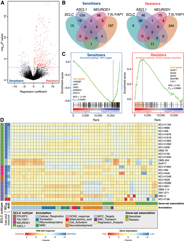 Figure 2. Candidate gene-sets are putative biomarkers of TAK-243 response in SCLC cell lines. A, Volcano plot showing results of TAK-243 EC50 regression analysis where the x-axis represents the regression coefficient assigned to each gene and the y-axis represents significance. Genes highlighted in blue represent sensitizer genes (expression is significantly negatively correlated with EC50; FDR < 0.05) and red genes represent resistor genes (expression is significantly positively correlated with EC50; FDR < 0.05). The dotted black horizontal line represents the significance threshold (Padj < 0.05). B, Venn diagram showing overlaps of sensitizer (left) and resistor (right) genes identified from each of the four regression analyses: All SCLC cell lines, ASCL1-high cell lines only, TN/YAP1-high cell lines only, and NEUROD1-high cell lines only. C, Representative example of how leading-edge genes were selected through GSEA to identify sensitizer (left) and resistor (right) pathways from across SCLC cell lines and subtypes. Leading-edge genes (highlighted orange bar) were used as potential biomarkers for TAK-243 response. MYC target (sensitizer) and aerobic respiration (cellular respiration; resistor) are depicted. D, Heatmap of scaled ssGSEA enrichment score for each set of biomarker genes identified from the regression or pathway analyses used to identify TAK-243 response in subsets of SCLC cell lines and subsequently applied to each SCLC cell line.