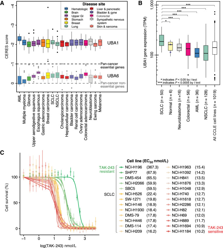 Figure 1. UBA1 is an essential, highly expressed gene target in SCLC. A, Box and whisker plot of UBA1 (top) and UBA6 (bottom, representative control gene) dependency (CERES) scores by cancer subtype (n = 20). Colored boxes indicate disease site (n = 11). CERES scores of 0 and -1 represent the median pan-cancer nonessential and essential gene scores, respectively. A nonparametric Wilcoxon signed-rank test revealed that the median UBA1 CERES score across all cancer cell lines evaluated (n = 423) was significantly different from the median CERES score for nonessential cancer genes of 0. B, Box and whisker plot displaying relative UBA1 mRNA expression across cancer cell lines (SCLC n = 50; colorectal n = 56; neuroblastoma n = 16; AML n = 36; NSCLC n = 128) and immortalized normal cell lines (n = 6) using a log-arithmic (log10) scale. A Student t test revealed UBA1 expression was high in SCLC cell lines compared with other cancer subtypes. Normal cell lines originated from ovarian, breast, fibroblast, kidney, lung, and prostate tissues. Blue asterisks represent the immortalized normal lung cell lines evaluated. C, Dose response curves of SCLC cell lines after treatment with TAK-243 for 3 days, with individual EC50 indicated in the legend. Individual points on the plots indicate the mean of three technical replicates with SD represented by error bars. Outliers were excluded from analysis. Colors represent sensitive (red-yellow) and resistant (green) SCLC cell lines. GI, gastrointestinal; AML, acute myeloid leukemia; SCLC, small cell lung cancer; NSCLC, non small cell lung cancer.