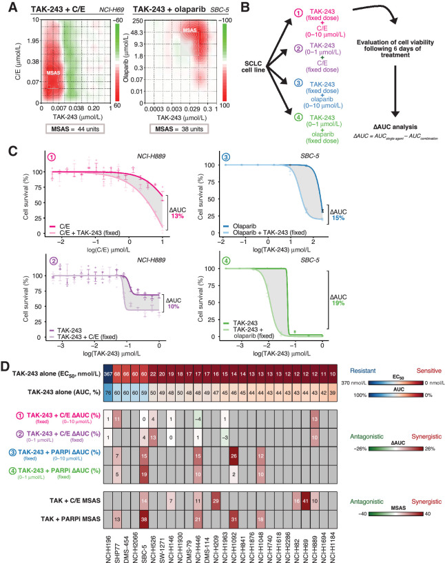 Figure 4. TAK-243 synergizes with standard of care C/E chemotherapy and olaparib. A, The NCI-H69 and SBC-5 SCLC cell lines serve as a representative example of the dose response matrices utilized to evaluate TAK-243 synergy with C/E chemotherapy and olaparib, respectively. Relative synergy scores are color-coded where red indicates synergy, white indicates lack of synergy, and green indicates antagonism based on respective synergy scoring. NCI-H69 and SBC-5 demonstrated the most synergy with TAK-243 in combination with chemotherapy and olaparib, respectively, as determined by the Bliss MSAS synergy metric. MSAS was calculated using the values outlined in gray boxes. B, Schematic of experimental design for TAK-243–C/E and TAK-olaparib dose response and analysis. SCLC cell-lines were treated with either various or fixed doses of TAK-243, C/E, or olaparib over 6 days. C, Dose response curves of representative NCI-H889 and SBC-5 cell lines after combination therapy consisting of either a fixed dose of TAK-243 with various doses of C/E (top left), a fixed dose of C/E with various doses of TAK-243 (bottom left), a fixed dose of TAK-243 with various doses of olaparib (top right), or a fixed dose of olaparib with various doses of TAK-243 (bottom right). Gray shaded region indicates the change in AUC measured. Individual points on the plots indicate the mean of three technical replicates with SD represented by error bars. Outliers were excluded from analysis. D, Observed TAK-243–C/E and TAK-243–olaparib synergy in SCLC was independent of specific cell line sensitivity or resistance to single-agent TAK-243. Top, Heatmap depicting SCLC cell-lines and their respective EC50 (μmol/L) and AUC value (%) in order of sensitivity (left to right). Middle, Heatmap illustrating the difference in AUC between single agent (TAK-243, C/E, or olaparib) and combination therapies (TAK-243 + C/E or TAK-243 + olaparib) across labeled SCLC cell lines. Bottom, Heatmap depicting Bliss MSAS as determined by TAK-243–C/E and TAK-243–olaparib synergy analysis for labeled SCLC cell lines. Gray nonnumbered boxes indicate cell lines for which combination experiments or analyses were not conducted. MSAS, most synergistic area score.