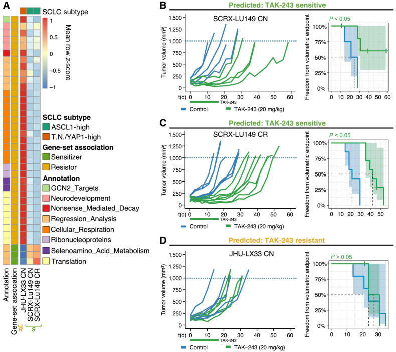 Figure 3. TAK-243 sensitivity and resistance across two SCLC PDX models can be identified by candidate gene-sets derived in vitro. A, Heatmap of mean scaled single-sample GSEA enrichment score for each set of validated biomarker genes identified from in vitro cell line analyses and their independent associations with TAK-243 response in SCLC PDX models. ‘S’ denoting that SCRX-Lu149 CN and CR PDX models were TAK-243 sensitive and ‘R’ denoting that JHU-LX33 PDX model was TAK-243 resistant. Individual PDX tumor growth curves (left graphs) and Kaplan–Meier survival plots (right graphs) of SCRX-LU149 CN and CR (B and C); JHU-LX33 CN (D); PDX models were treated with either vehicle control or 20 mg/kg of TAK-243 (biweekly X 3 weeks, intravenously) alone. Freedom from volumetric endpoint (1,000 mm3, indicated by the dotted line in each growth curve) was determined by Kaplan–Meier survival analysis. For the Kaplan–Meier curves, shaded areas represent the 95% confidence intervals (CI) around each curve, and the dotted line, the median freedom from volumetric endpoint. The log-rank test was used to evaluate statistical significance, with adjusted P values to account for multiple tests.