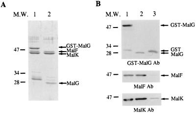 FIG. 1