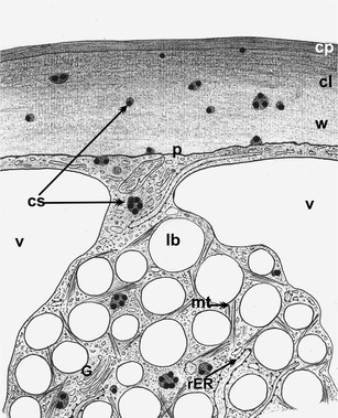 Fig. 9