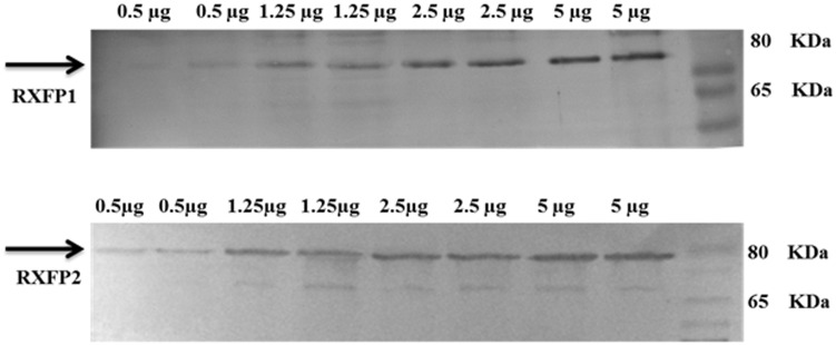 Fig 6