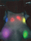 FIGURE 4 |