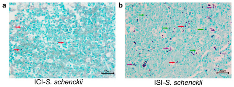 Figure 9