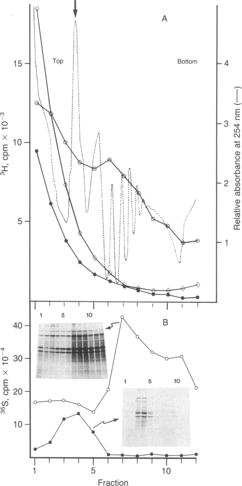 graphic file with name pnas00264-0154-b.jpg