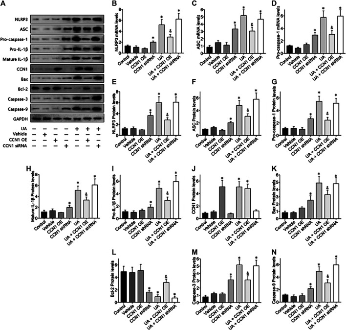 FIGURE 4