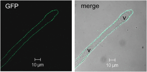 Figure 5.