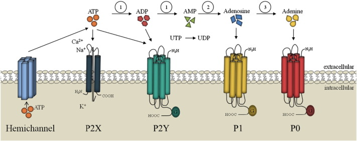 Fig. 1