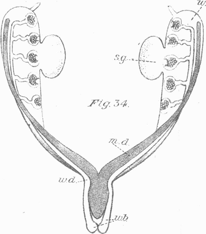 Fig. 34