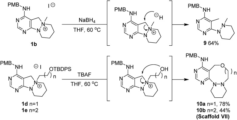 Scheme 5