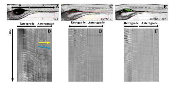 Fig. 10