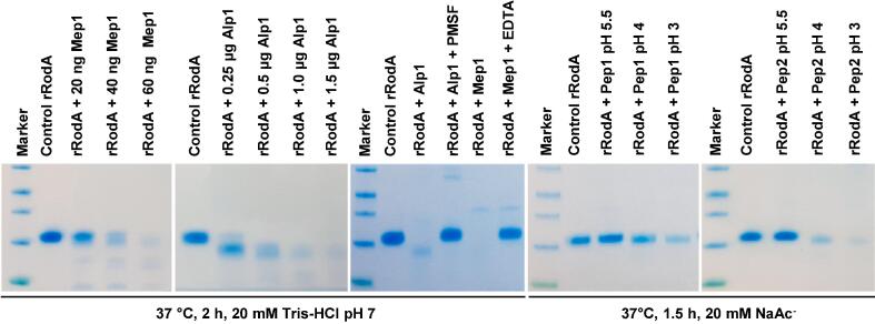 Fig. 11