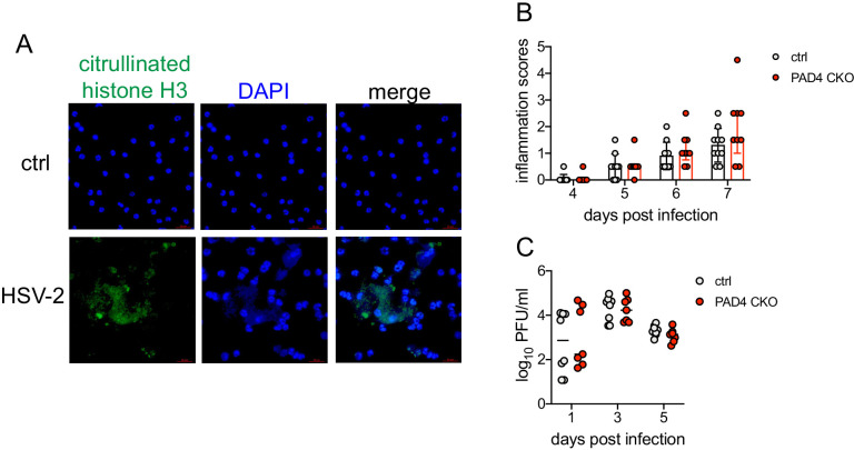 Figure 1—figure supplement 3.