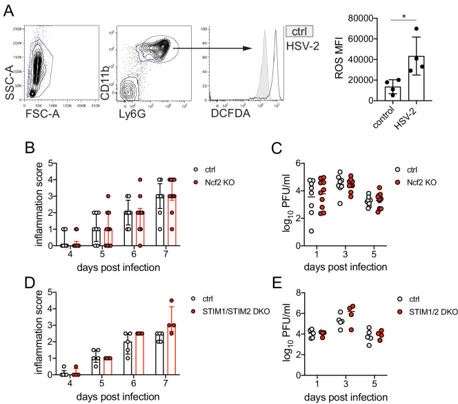 Figure 1—figure supplement 4.