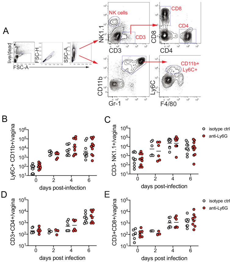 Figure 1—figure supplement 2.