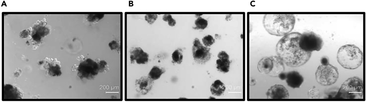 Figure 4