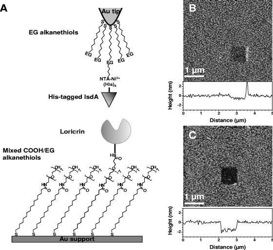 FIG. 4.