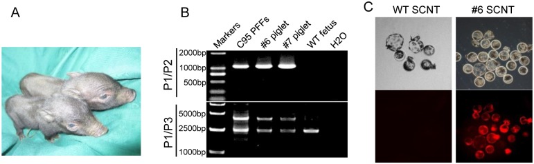 Fig 3