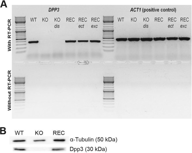 FIG 6