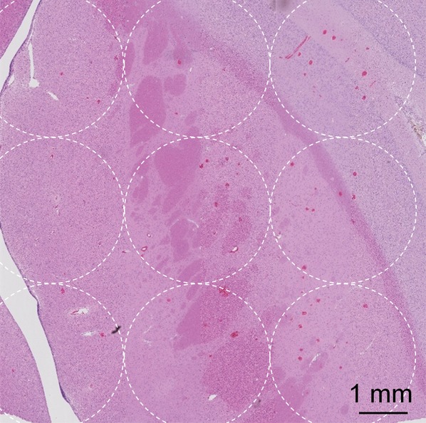 Figure 5b: