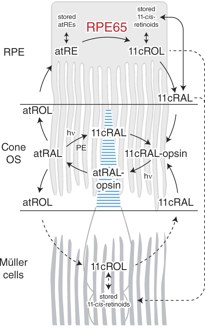 Figure 1.