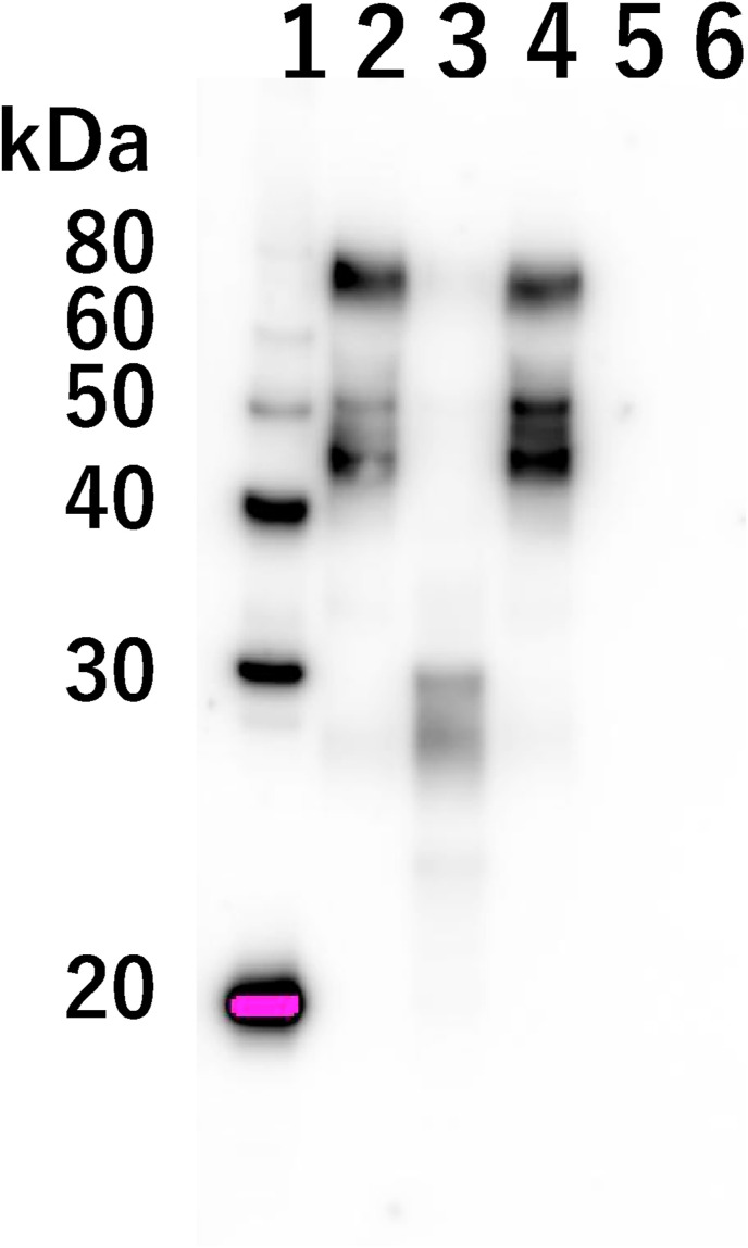 Fig. 3