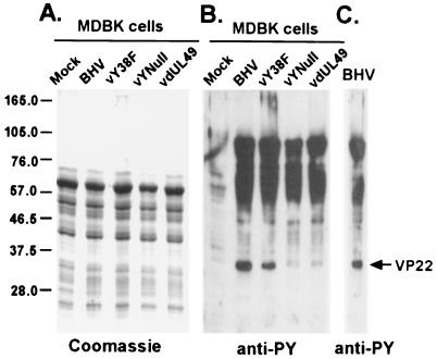 FIG. 7