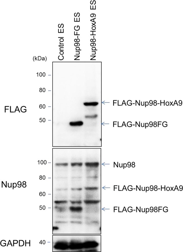 Figure 2—figure supplement 2.