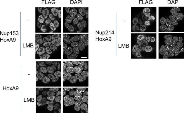 Figure 4—figure supplement 2.