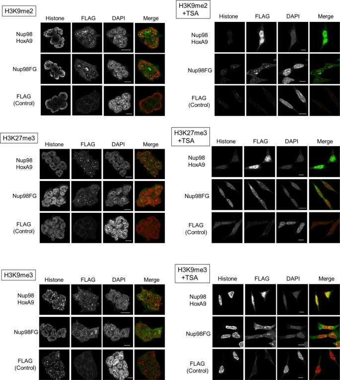 Figure 2—figure supplement 1.