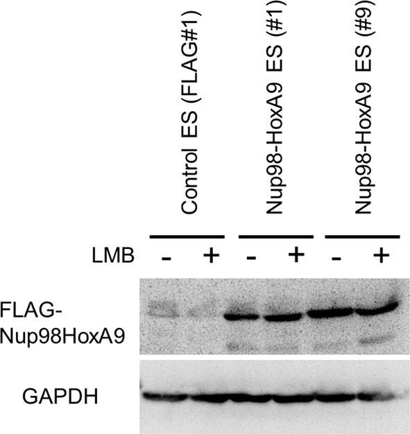 Figure 4—figure supplement 1.