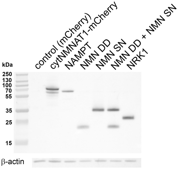 Figure 1—figure supplement 1.