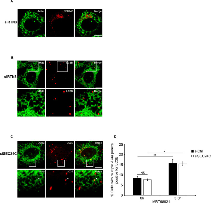 Figure 4—figure supplement 3.