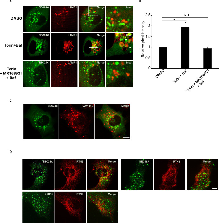 Figure 1—figure supplement 1.