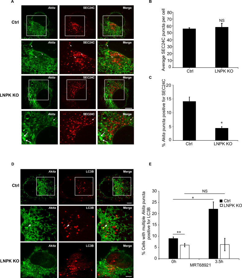 Figure 5—figure supplement 6.