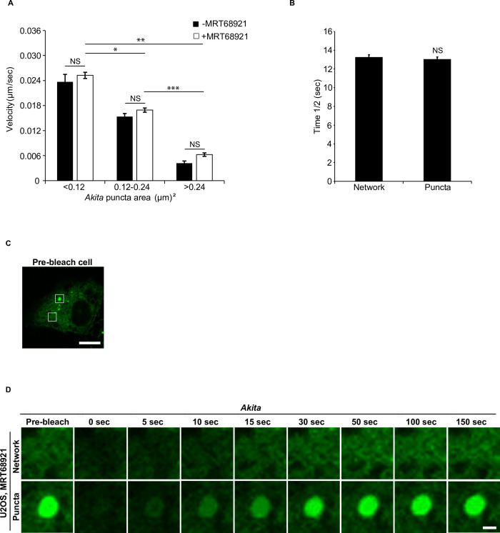 Figure 3—figure supplement 1.