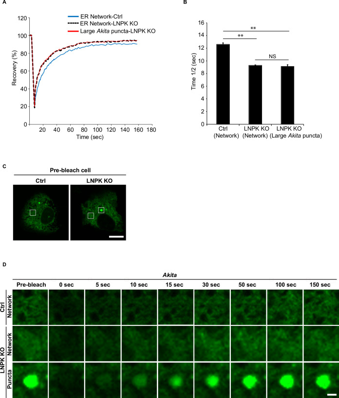 Figure 5—figure supplement 8.