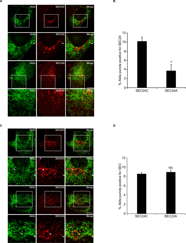 Figure 4—figure supplement 1.