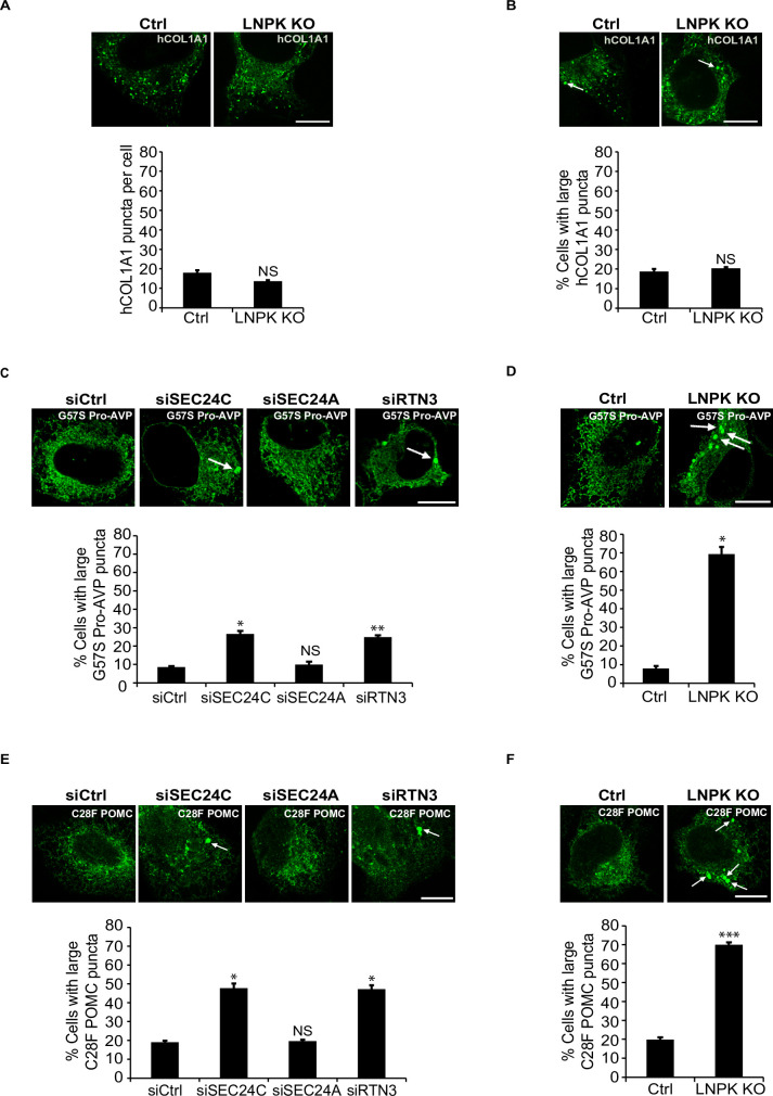 Figure 5—figure supplement 3.