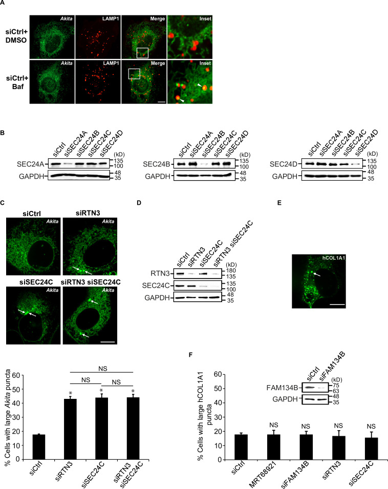 Figure 2—figure supplement 1.